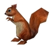 Woodland Squirrel